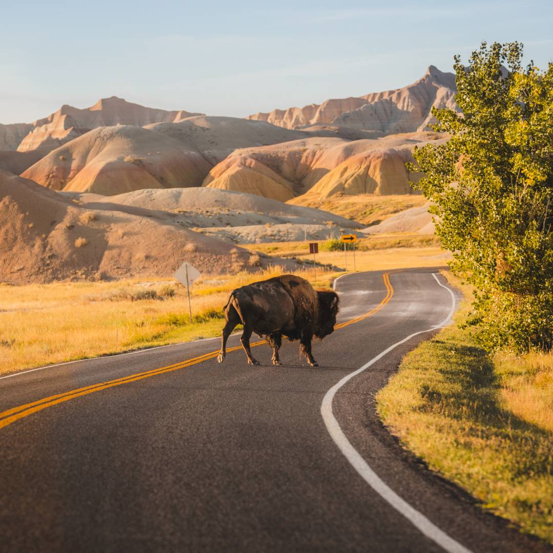 Bison crossing the road in the Badlands in South Dakota