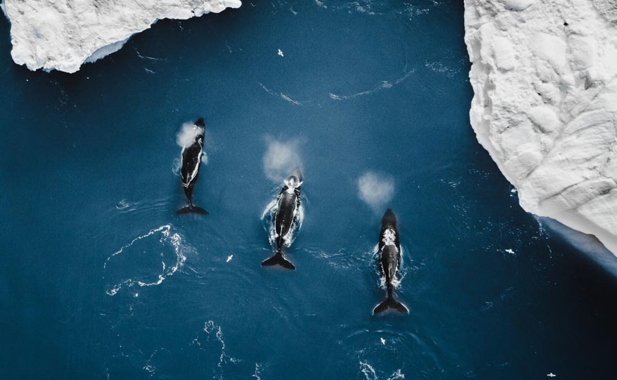 Three whales breaching the water surrounded by icebergs in Iceland