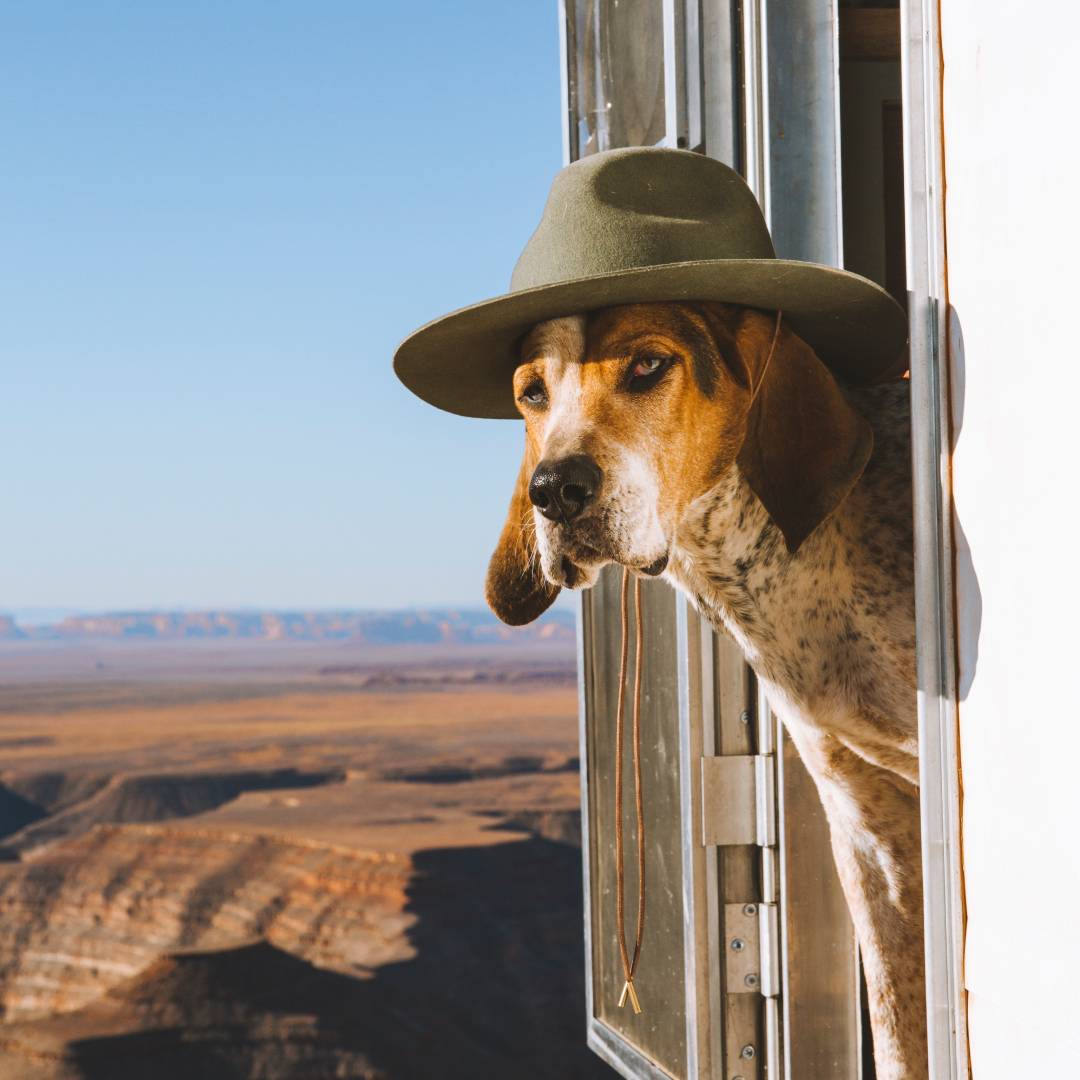 A close up of Rod's dog wearing a wide brim hat