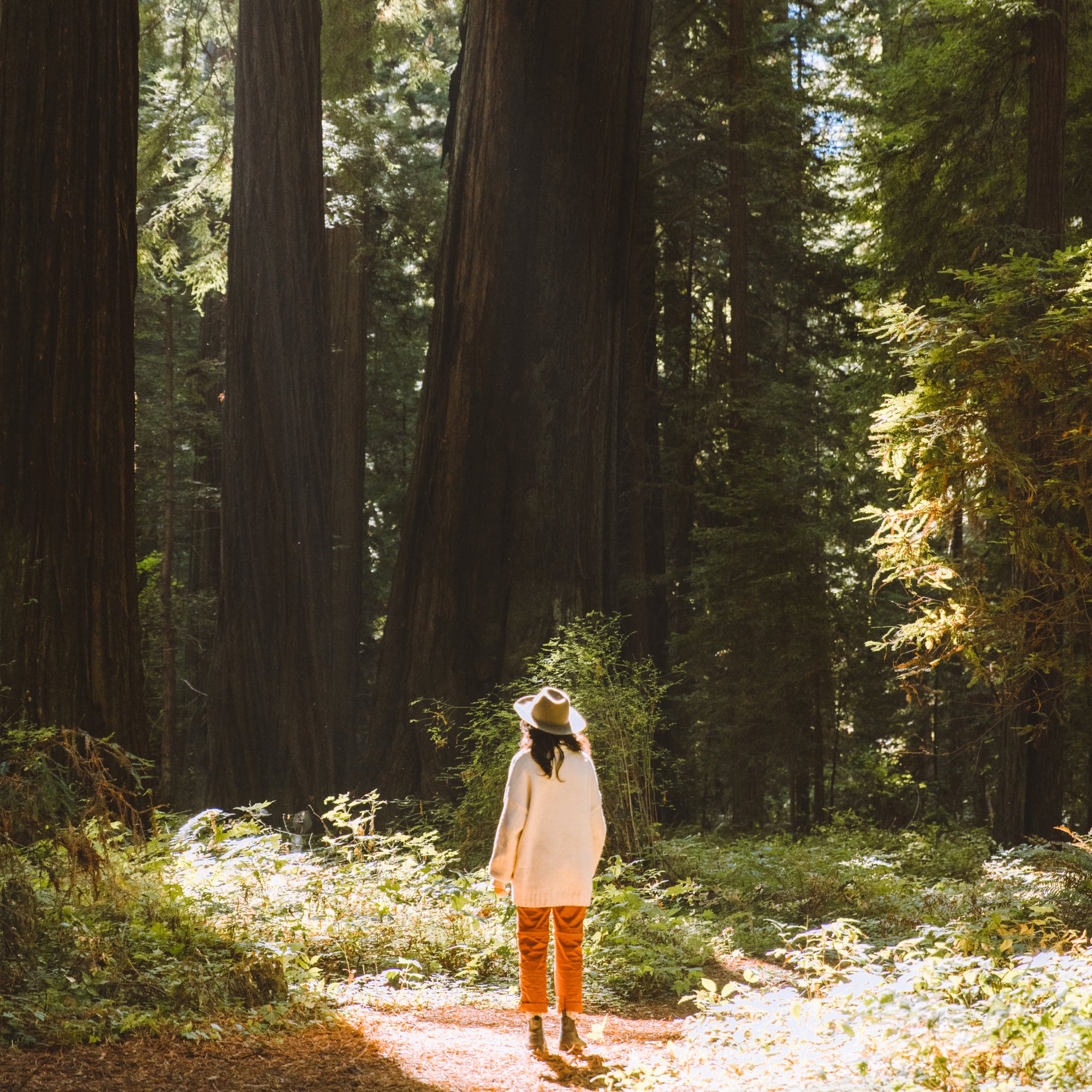 A woman wearing a wide brim wool hat is standing in the sun amongst the redwood trees