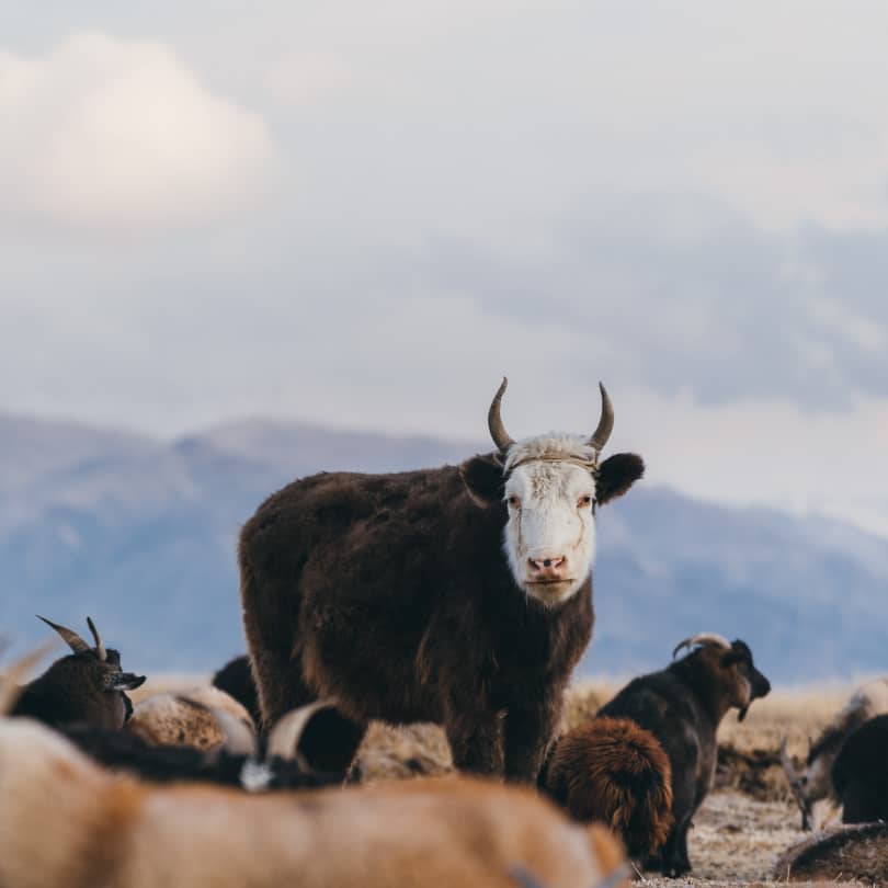 Cow standing in the middle of a field in Mongolia