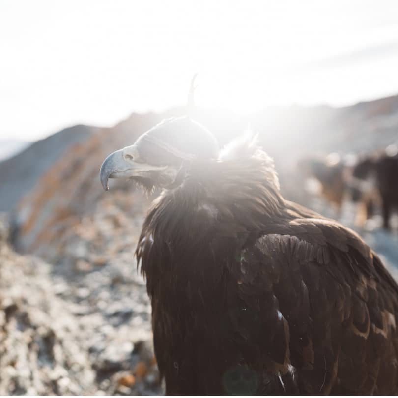 A close up photo of an eagles face in Mongolia
