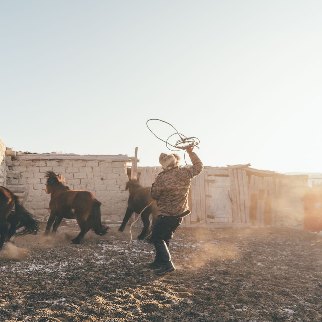 A man attempting to lasso a horse as a group of them run away from him