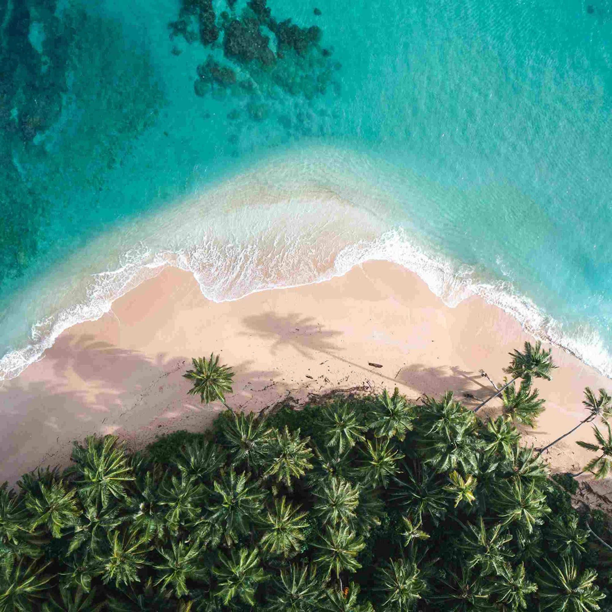 Aerial shot of palm trees meeting the sand of the beach and the ocean on an Indonesian island