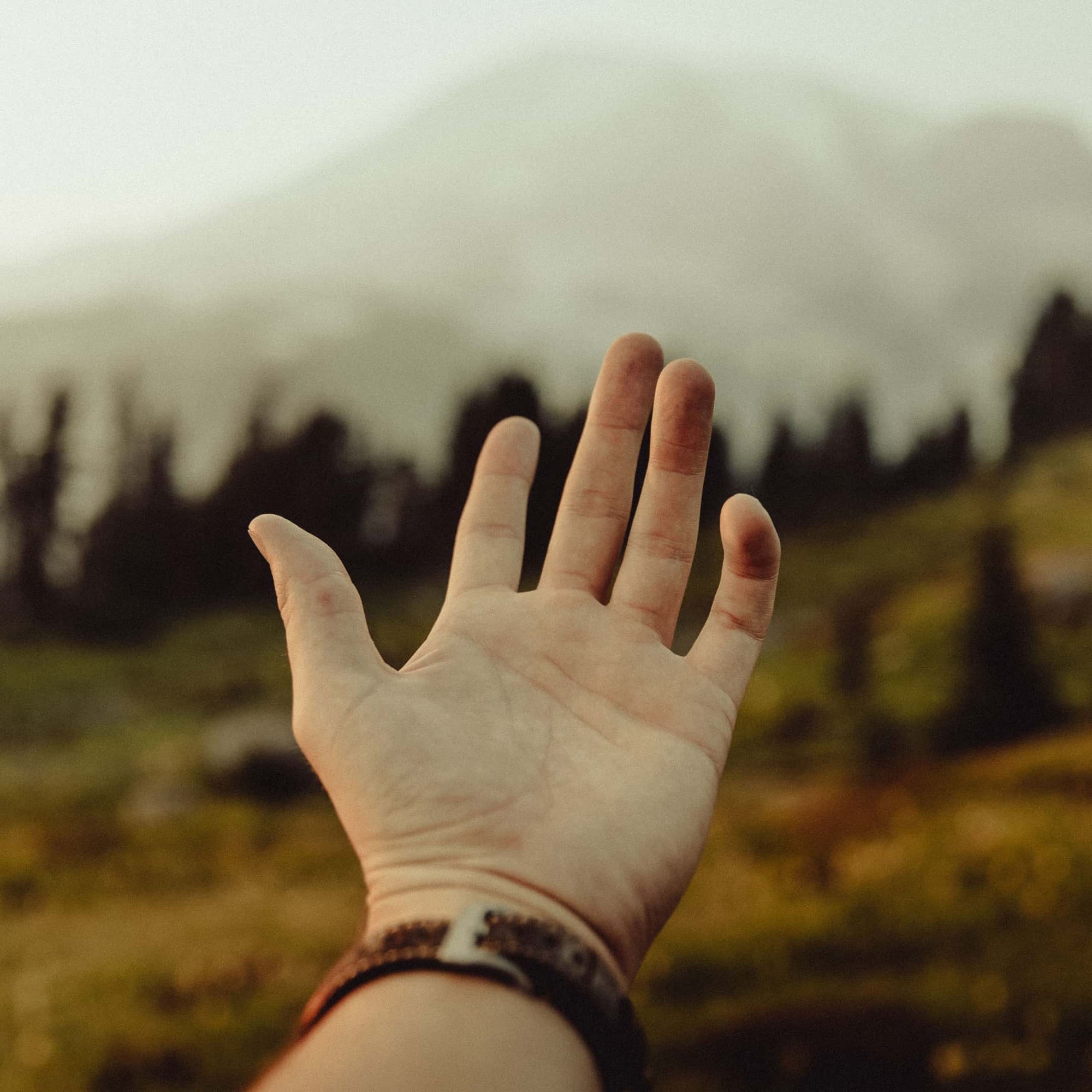 A close up of an out reached hand with trees blurred in the background