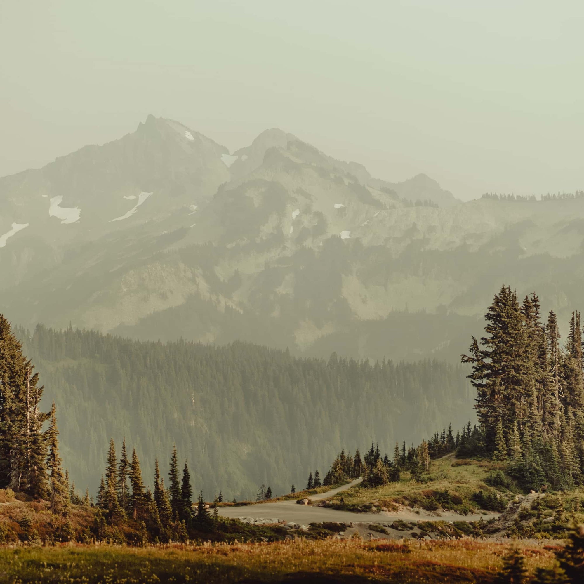 An image of a landscape full of trees in Mount Rainier National Park