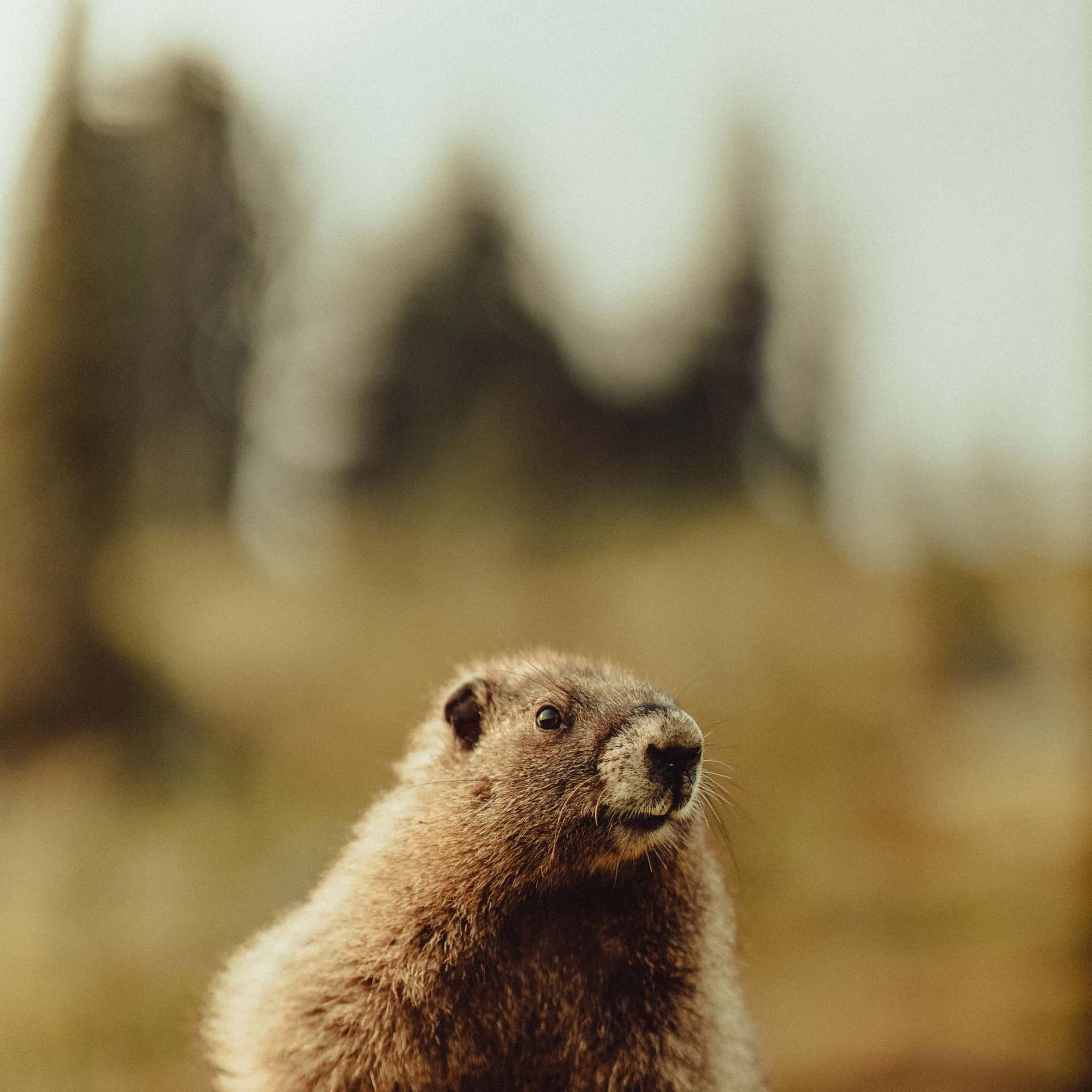 A close up photo of a ground hog