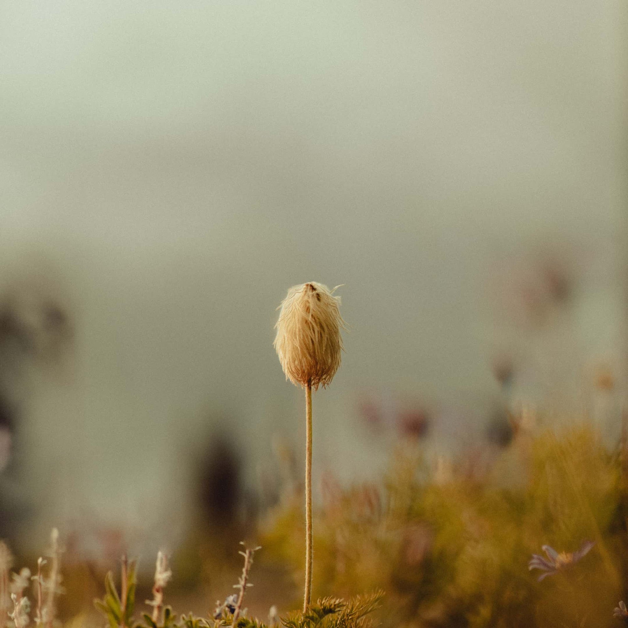 Close up photo of a flowering bud in Mount Rainier National Park